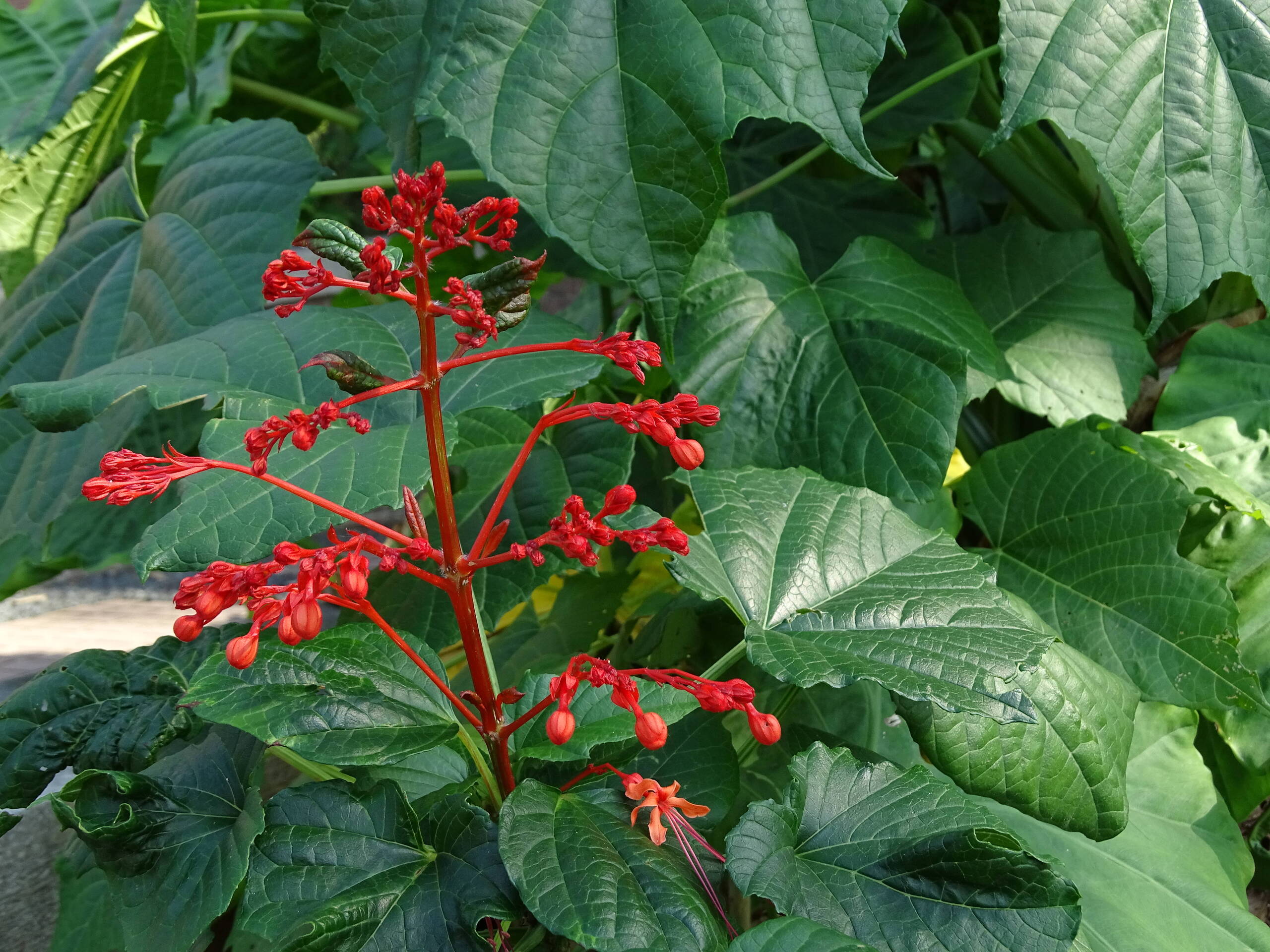 龍船花