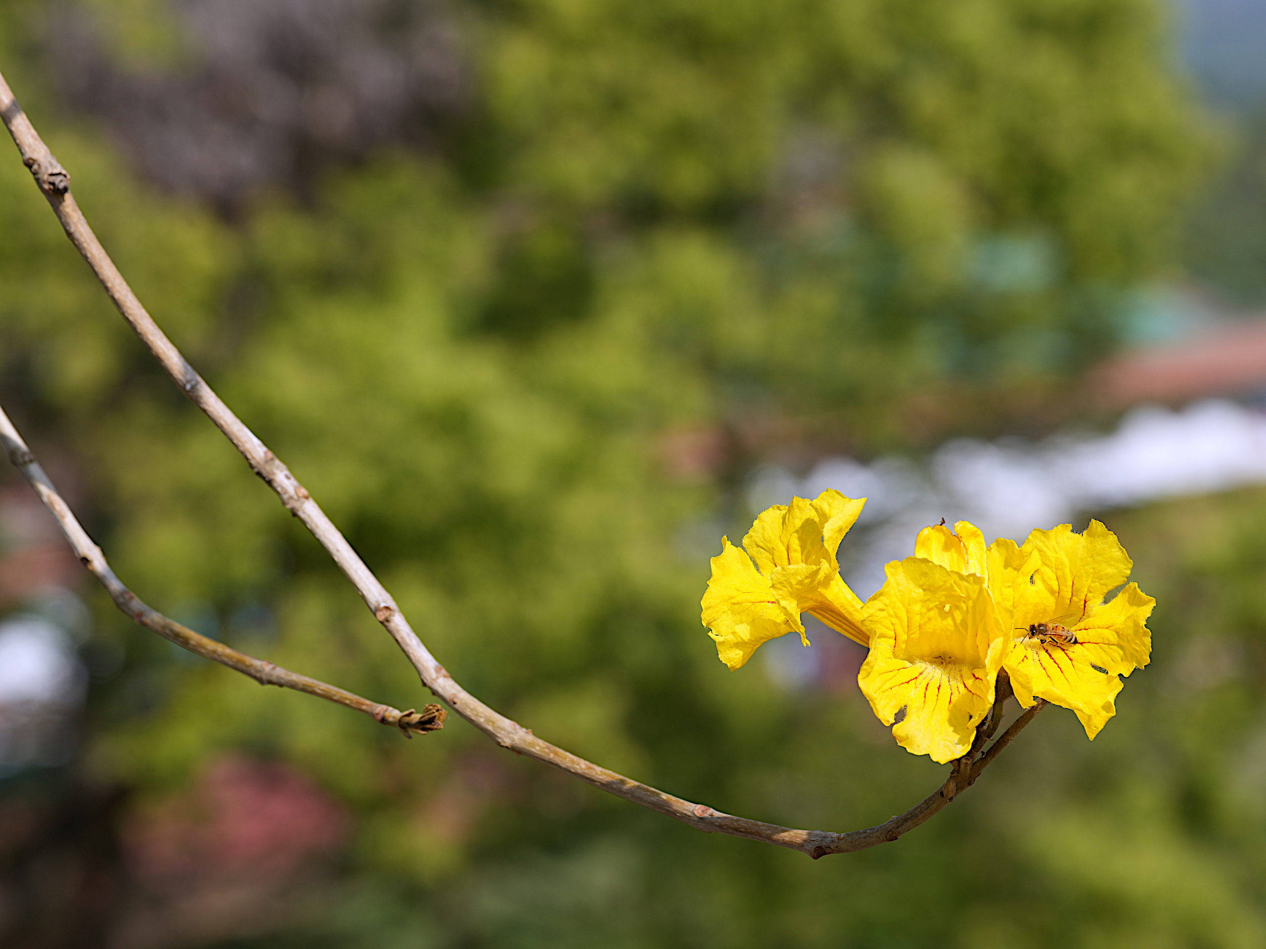 黃花風鈴木