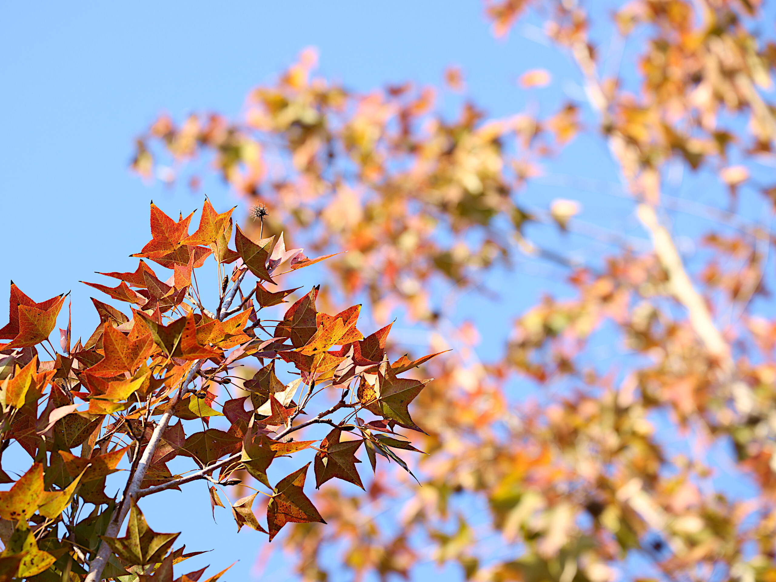 隆冬時節紅葉映照藍天 - 教育二館旁楓香林