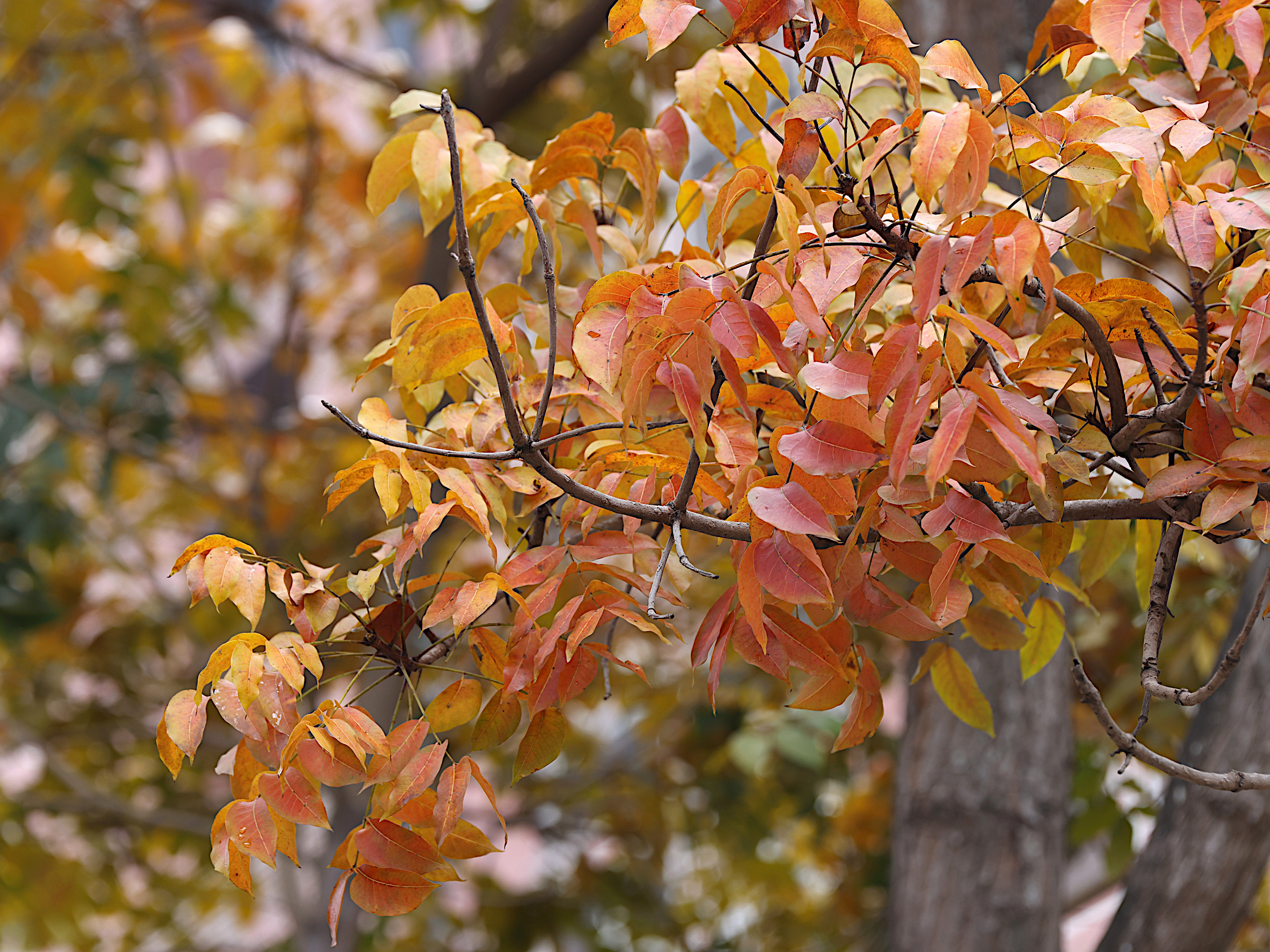 3月裡紅葉斑斕彷彿秋楓