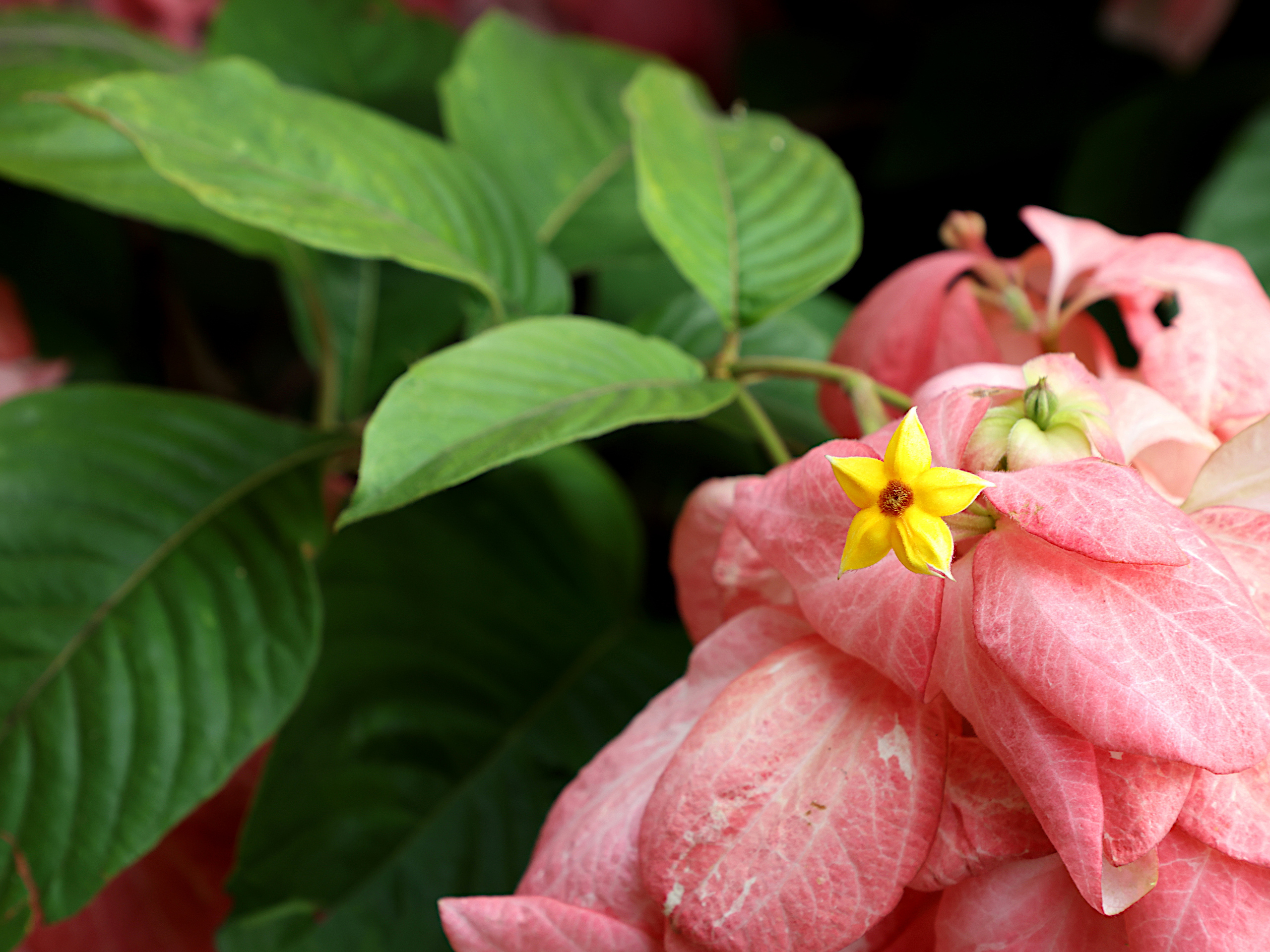 粉葉金花: 粉红色的是花萼，金黃色星形的才是花朵